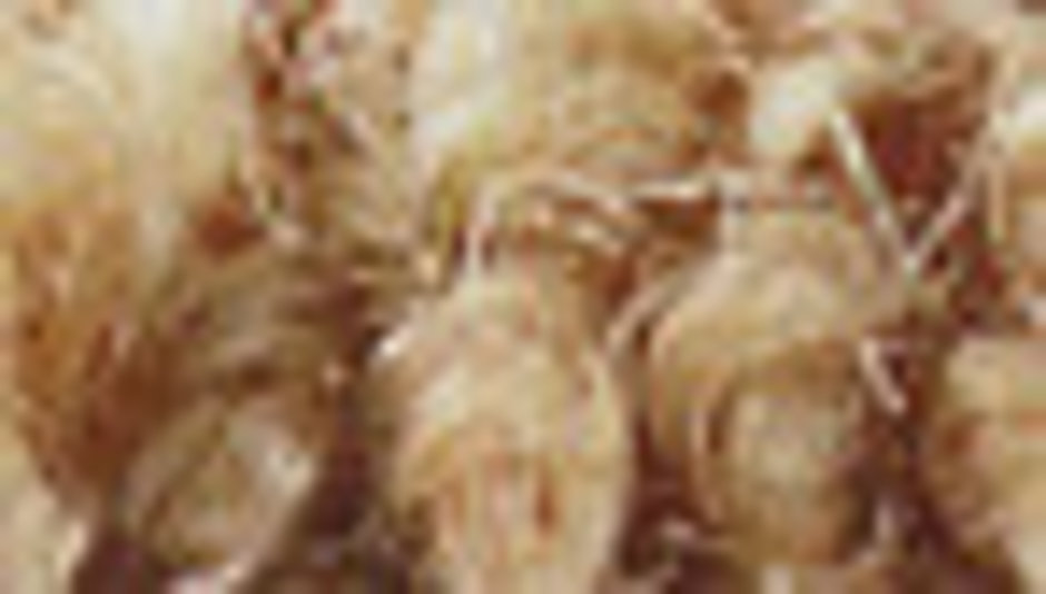 Teppichboden im Sisal-Look